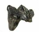 Sabertooth Cat (Smilodon) Carnassial Tooth - Florida #64539-1